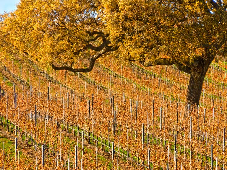 harvest vineyard with trees