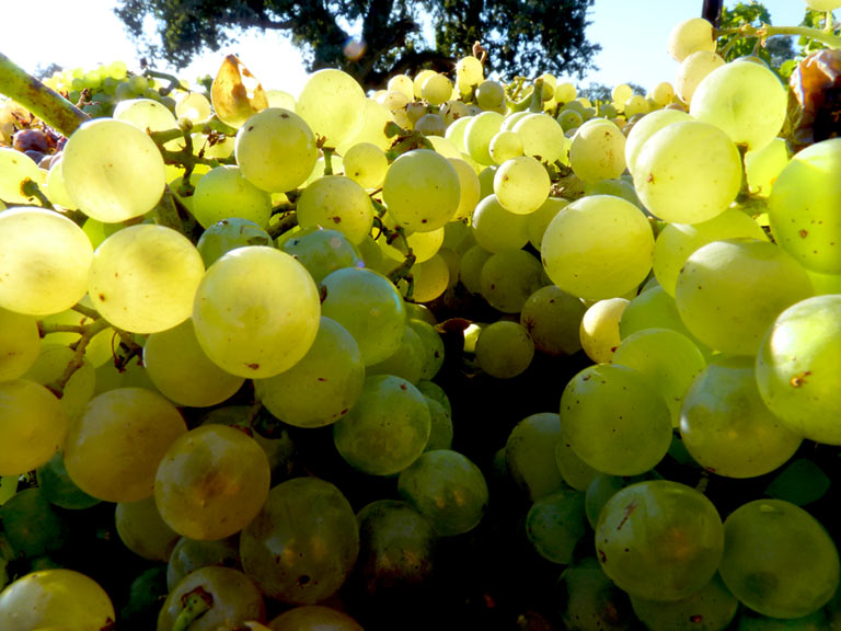 grapes sant ynez