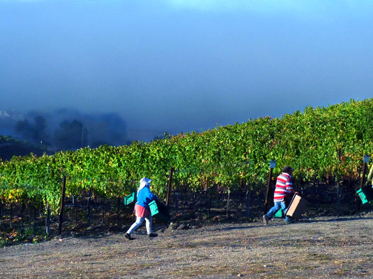 Sawyer Lindquist vyd