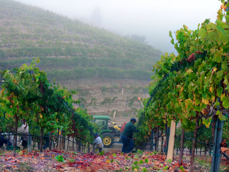 Sawyer Lindquist vyd